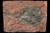 Silurian Fossil Crinoid (Scyphocrinites) Plate - Morocco #118548-1